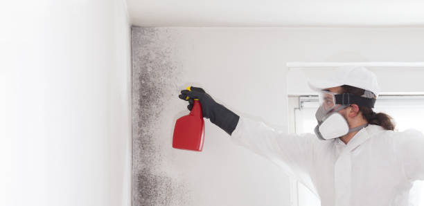 Mold Testing and Removal in Senath, MO