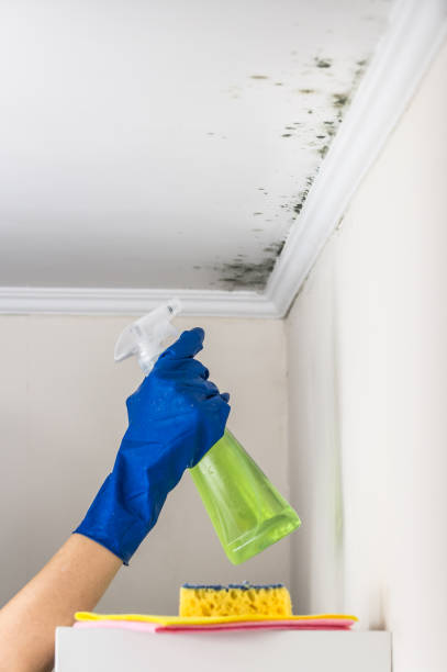 Best Attic Mold Removal  in Senath, MO